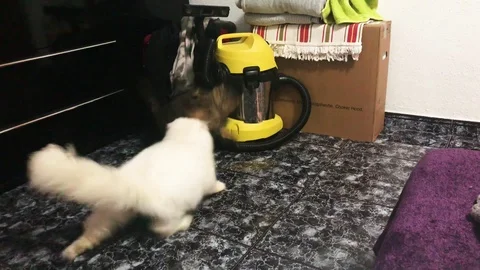 Cat Fight Video stock 99105769