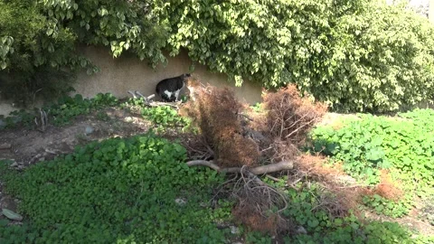 Cat fight Stock Footage 184810874