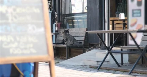 Cat Fight Video stock 232289561