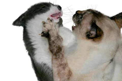 Cat fight Stock Photos