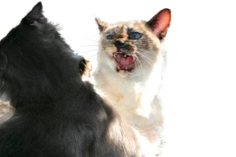 Cat fight Stock Photos