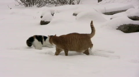 Cat fight in the snow Stock Footage 611541