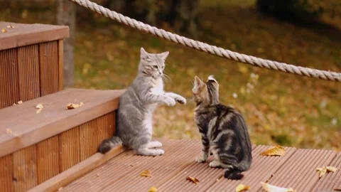 Cat fight. Two lovely kittens playing with each other. Stock Footage 345052983