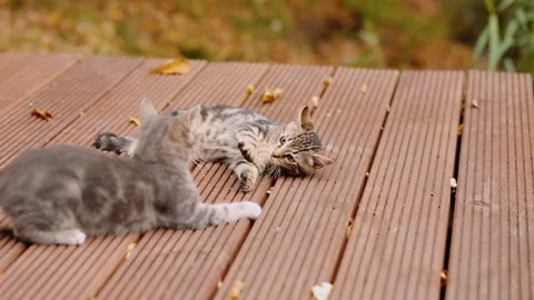 Cat fight. Two lovely kittens playing with each other. Stock Footage 345053017