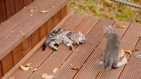 Cat fight. Two lovely kittens playing with each other. Stock Footage 345053097