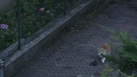 Cat fighting against Blackbirds - Blackbirds attacking Cat Stock Footage