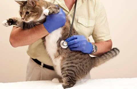 Cat Fights Check Up Stock Photos