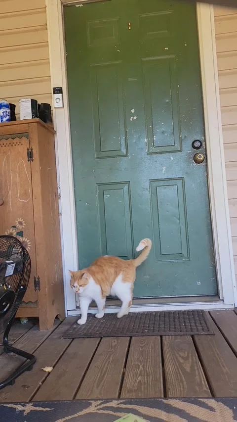 Cat Figures Out How to Knock on Door, Lagrange, Georgia, USA Stock Footage 221775832