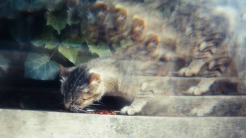 Cat filmed with glass prism in a public park Stock Footage