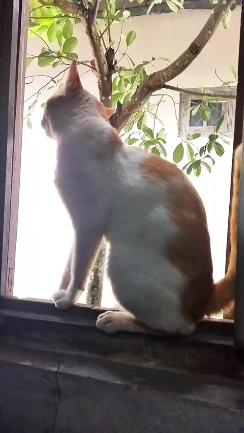 The Cat Finally Found His New Target Stock Footage 286937153