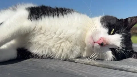Cat finding a comfortable position Stockbeeldmateriaal 335649555