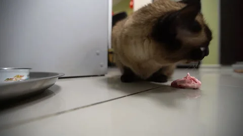 A cat finds and eats a piece of food on the floor inside a house during the Stock Footage 336016914