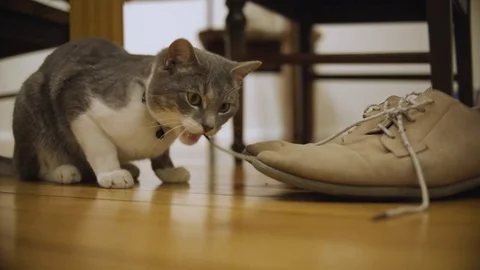 A cat finds a pair of old shoes under the table Stock Footage
