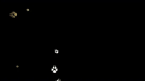 Cat Fingerprints Stock Footage 161671937