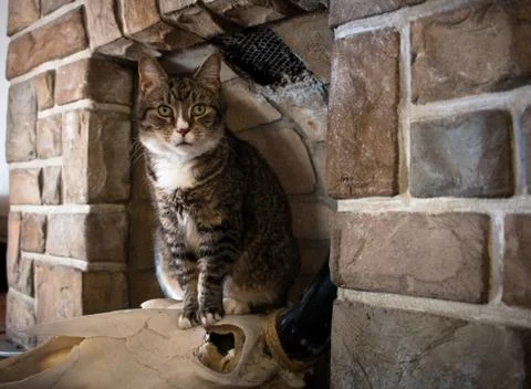 Cat in the fire place Foto stock