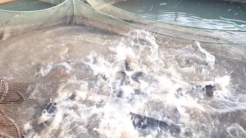 Cat fish are struggling Stock Footage 265490818