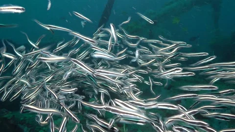 Cat fish Stock Footage 183777411