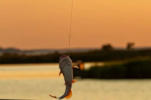 A cat fish on the hook at sunset Stock Photos