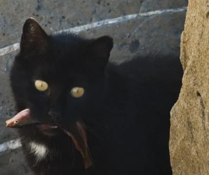 Cat &amp; fish Stock Photos