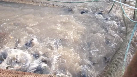 Cat fish in pond Stock Footage 265179011