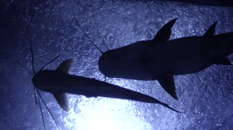 Cat fish under natural light 스톡 동영상 68378412