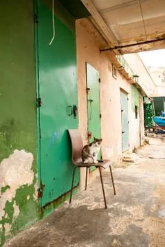 The cat of the fishermen Stock Photos