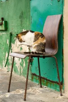 The cat of the fishermen Stock Photos