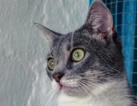 Cat with fixed eyes Stock Photos