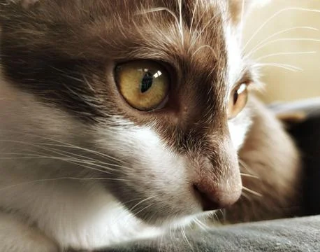 Cat with fixed eyes Stock Photos