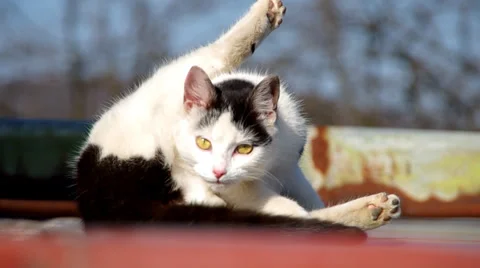 Cat on a flat roof Stock Footage 36740352