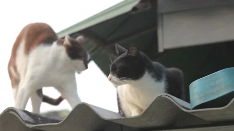 Cat On A Flat Roof Stock Footage 38375926
