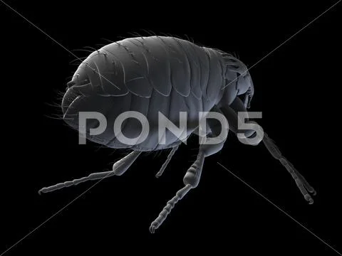 Cat flea, artwork Stock Illustration