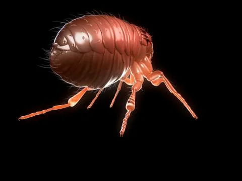 Cat flea, artwork Stock Illustration