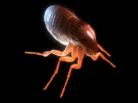 Cat flea, artwork Stock Illustration
