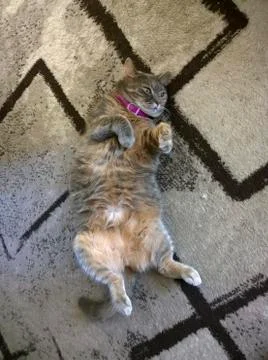 Cat in the flea collar Stock Photos