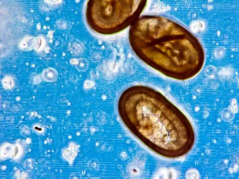 Cat flea eggs Stock Photos