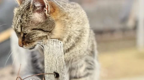 Cat Fleas Itch Stock Footage 46112097