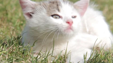 Cat with fleas scratching Stock Footage 90462742