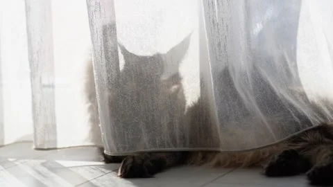Cat on the floor behind the curtain Stock Footage 297410659