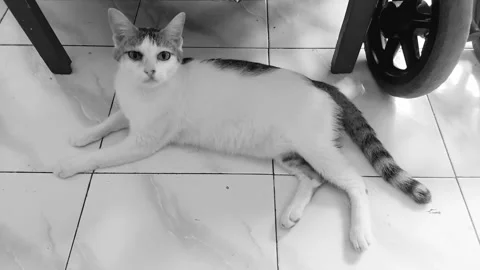 Cat on the Floor, BNW Stock Footage 308281699