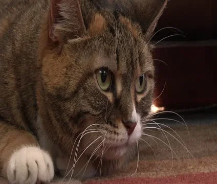 Cat on the Floor Stock Footage 12779045