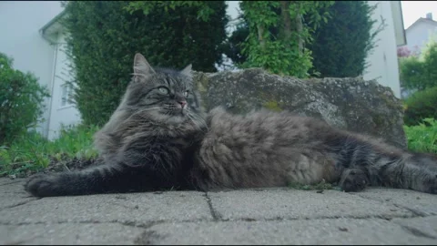 Cat on the floor Stock Footage 246769811