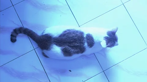 A Cat on the Floor Video stock 303410539