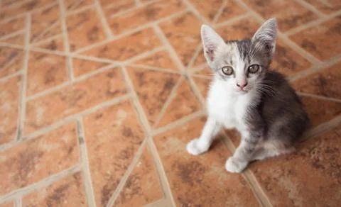 Cat on floor Stock Photos