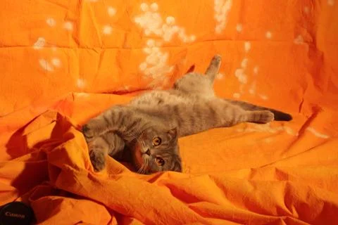 Cat on the floor Stock Photos