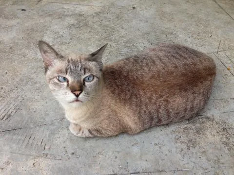 Cat on the floor Stock Photos