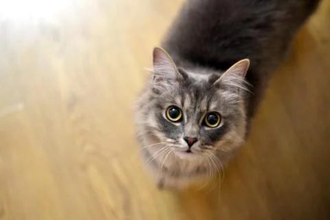 Cat on the floor Foto stock