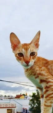 Cat on the floor. Foto stock