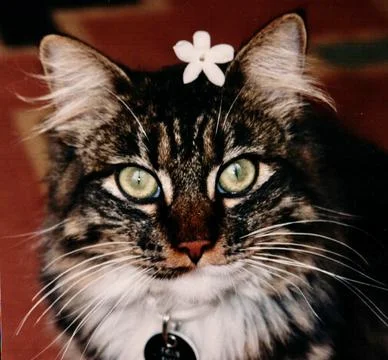 Cat with Flower in Hair Stock Photos