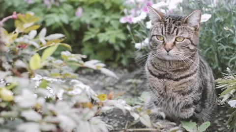 Cat in flowers Stock Footage 158785218